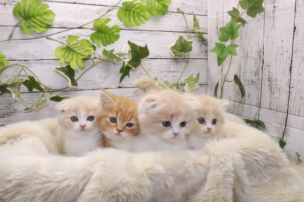 またまたかわいい仔ネコちゃんがふえました ペット専門店 ペットン 仔犬 仔猫 小動物 フード グッズ